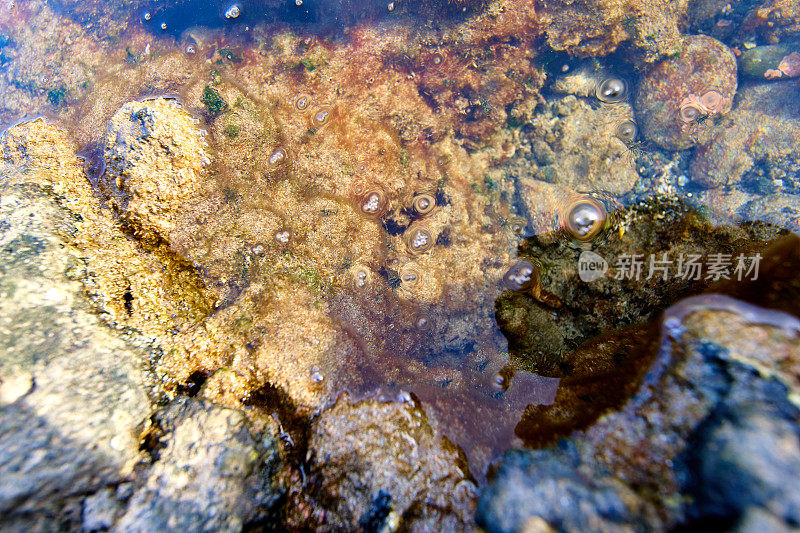 大虾在广角拍摄，在岩石海岸;Pozo Negro - Fuerteventura